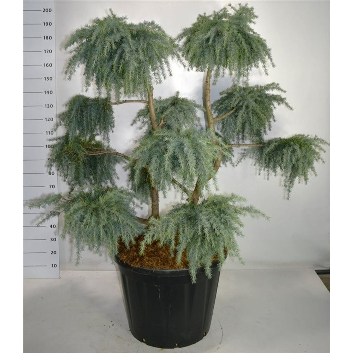 Himalayaceder – Cedrus deodara 'Feelin' Blue' - 125-150 CM Bonsai Cont.